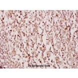 Anti-TUSC3 (H153) Antibody from Bioworld Technology (BS2048) - Antibodies.com