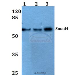 Anti-Smad4 (L43) Antibody from Bioworld Technology (BS2050) - Antibodies.com