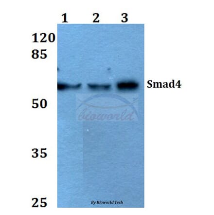 Anti-Smad4 (L43) Antibody from Bioworld Technology (BS2050) - Antibodies.com