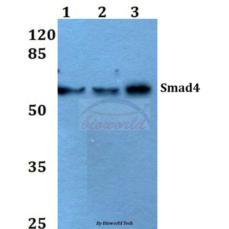 Anti-Smad4 (L43) Antibody from Bioworld Technology (BS2050) - Antibodies.com