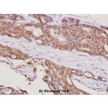 Anti-Smad4 (L43) Antibody from Bioworld Technology (BS2050) - Antibodies.com