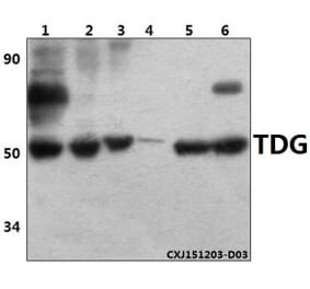 Anti-TDG (K90) Antibody from Bioworld Technology (BS2053) - Antibodies.com