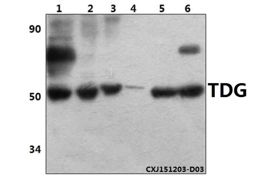 Anti-TDG (K90) Antibody from Bioworld Technology (BS2053) - Antibodies.com
