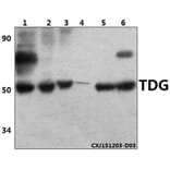 Anti-TDG (K90) Antibody from Bioworld Technology (BS2053) - Antibodies.com