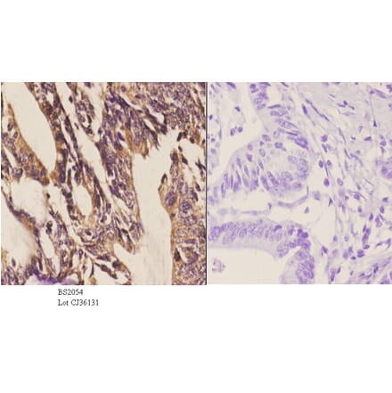 Anti-Dyrk1A (Q39) Antibody from Bioworld Technology (BS2054) - Antibodies.com