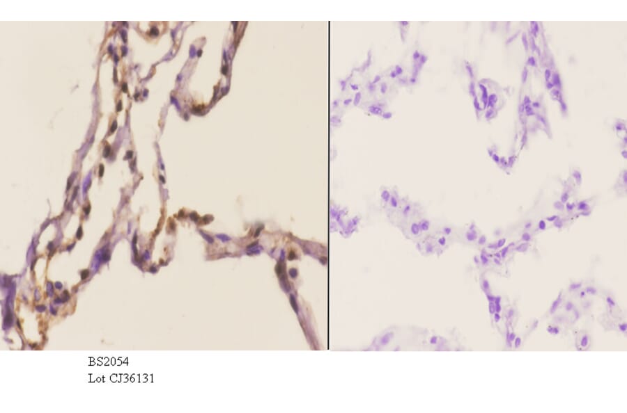 Anti-Dyrk1A (Q39) Antibody from Bioworld Technology (BS2054) - Antibodies.com