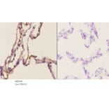 Anti-Dyrk1A (Q39) Antibody from Bioworld Technology (BS2054) - Antibodies.com