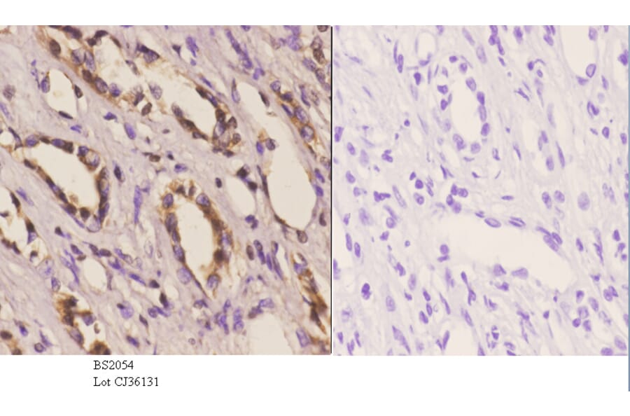 Anti-Dyrk1A (Q39) Antibody from Bioworld Technology (BS2054) - Antibodies.com