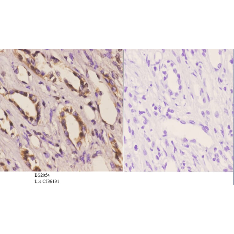 Anti-Dyrk1A (Q39) Antibody from Bioworld Technology (BS2054) - Antibodies.com