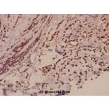 Anti-E2F-2 (K236) Antibody from Bioworld Technology (BS2057) - Antibodies.com