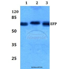 Anti-EFP (D222) Antibody from Bioworld Technology (BS2058) - Antibodies.com