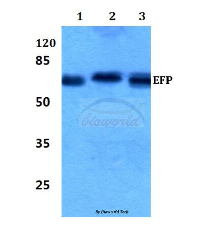 Anti-EFP (D222) Antibody from Bioworld Technology (BS2058) - Antibodies.com