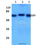 Anti-EFP (D222) Antibody from Bioworld Technology (BS2058) - Antibodies.com