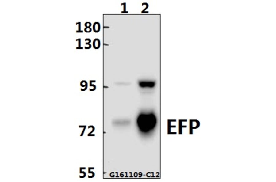 Anti-EFP (D222) Antibody from Bioworld Technology (BS2058) - Antibodies.com