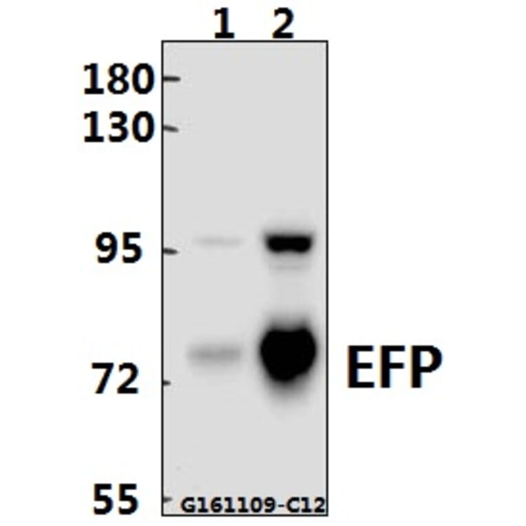 Anti-EFP (D222) Antibody from Bioworld Technology (BS2058) - Antibodies.com
