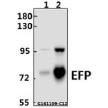 Anti-EFP (D222) Antibody from Bioworld Technology (BS2058) - Antibodies.com