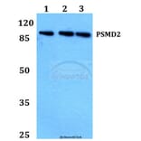 Anti-PSMD2 (R34) Antibody from Bioworld Technology (BS2063) - Antibodies.com