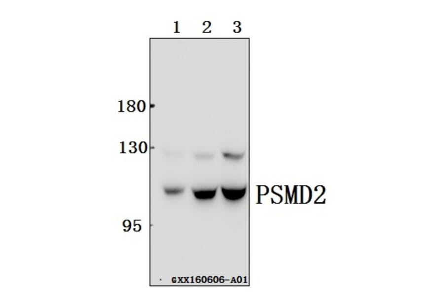 Anti-PSMD2 (R34) Antibody from Bioworld Technology (BS2063) - Antibodies.com