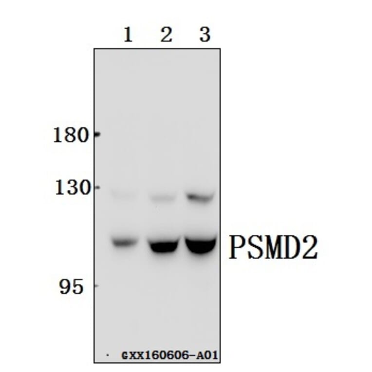 Anti-PSMD2 (R34) Antibody from Bioworld Technology (BS2063) - Antibodies.com