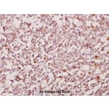 Anti-PSMD2 (R34) Antibody from Bioworld Technology (BS2063) - Antibodies.com