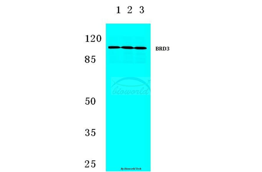 Anti-BRD3 (F645) Antibody from Bioworld Technology (BS2064) - Antibodies.com