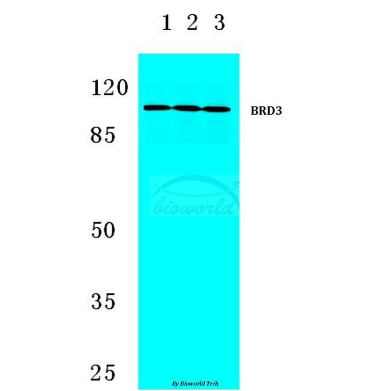 Anti-BRD3 (F645) Antibody from Bioworld Technology (BS2064) - Antibodies.com