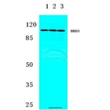 Anti-BRD3 (F645) Antibody from Bioworld Technology (BS2064) - Antibodies.com