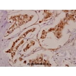 Anti-BRD3 (F645) Antibody from Bioworld Technology (BS2064) - Antibodies.com