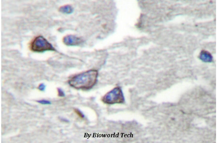 Anti-CDK5R1 (Q31) Antibody from Bioworld Technology (BS2065) - Antibodies.com