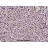 Anti-SURF-1 (F181) Antibody from Bioworld Technology (BS2068) - Antibodies.com