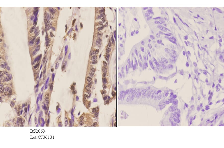 Anti-SYT (A7) Antibody from Bioworld Technology (BS2069) - Antibodies.com