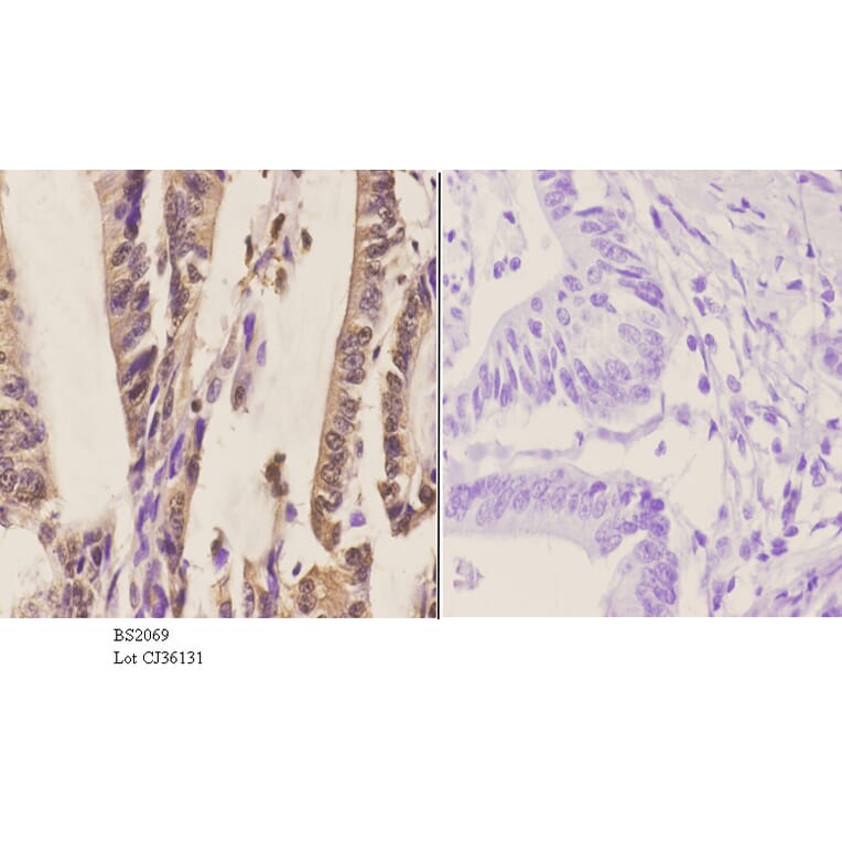 Anti-SYT (A7) Antibody from Bioworld Technology (BS2069) - Antibodies.com