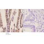 Anti-SYT (A7) Antibody from Bioworld Technology (BS2069) - Antibodies.com