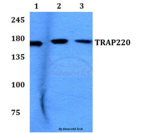 Anti-TRAP220 (P697) Antibody from Bioworld Technology (BS2071) - Antibodies.com