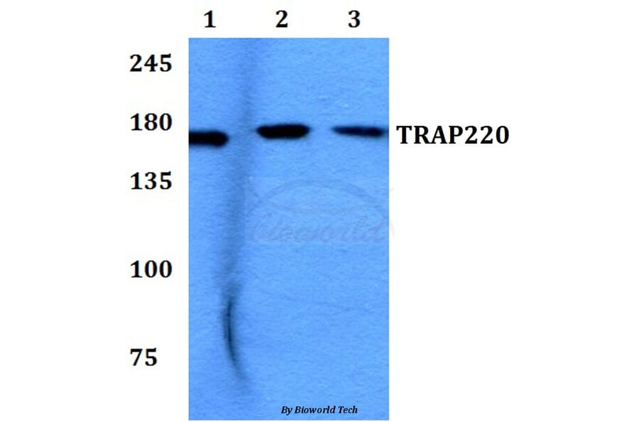 Anti-TRAP220 (P697) Antibody from Bioworld Technology (BS2071) - Antibodies.com