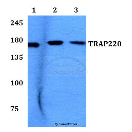 Anti-TRAP220 (P697) Antibody from Bioworld Technology (BS2071) - Antibodies.com