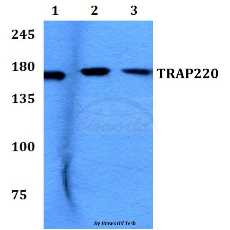 Anti-TRAP220 (P697) Antibody from Bioworld Technology (BS2071) - Antibodies.com