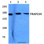 Anti-TRAP220 (P697) Antibody from Bioworld Technology (BS2071) - Antibodies.com