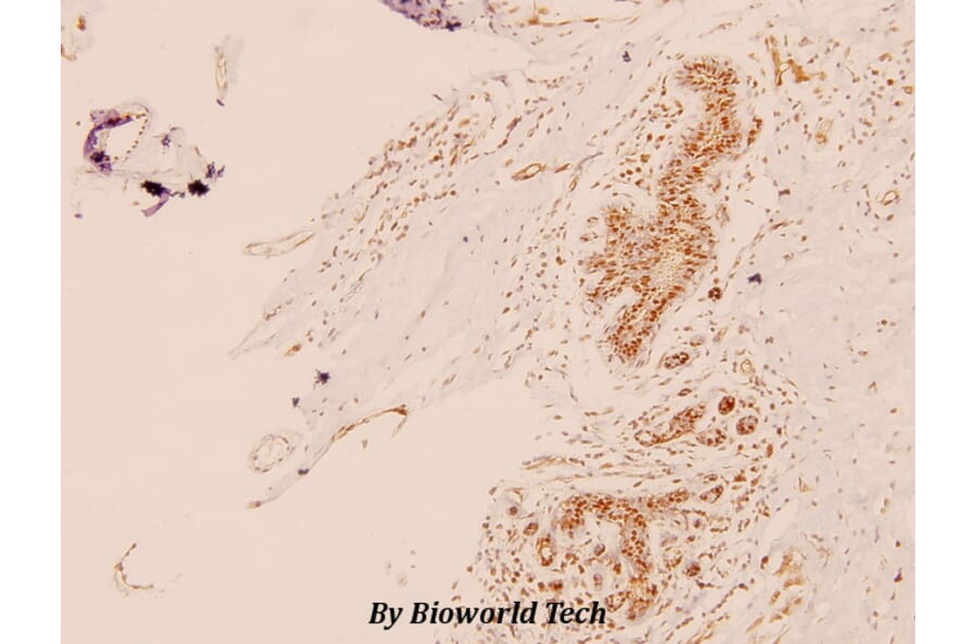Anti-TRAP220 (P697) Antibody from Bioworld Technology (BS2071) - Antibodies.com