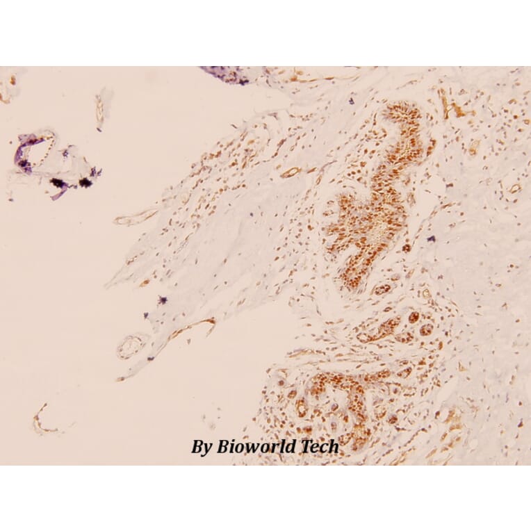 Anti-TRAP220 (P697) Antibody from Bioworld Technology (BS2071) - Antibodies.com
