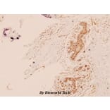 Anti-TRAP220 (P697) Antibody from Bioworld Technology (BS2071) - Antibodies.com
