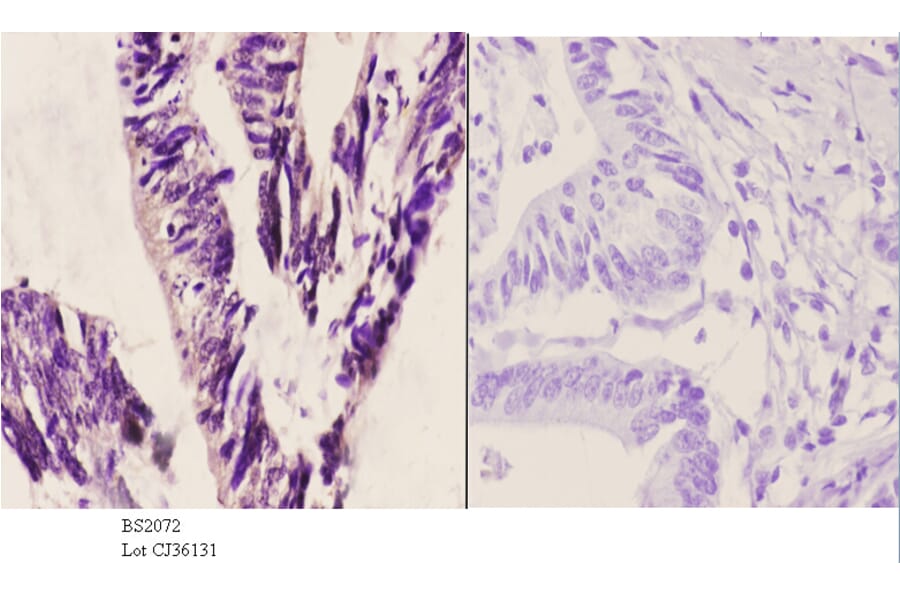 Anti-ASC-1 (G105) Antibody from Bioworld Technology (BS2072) - Antibodies.com