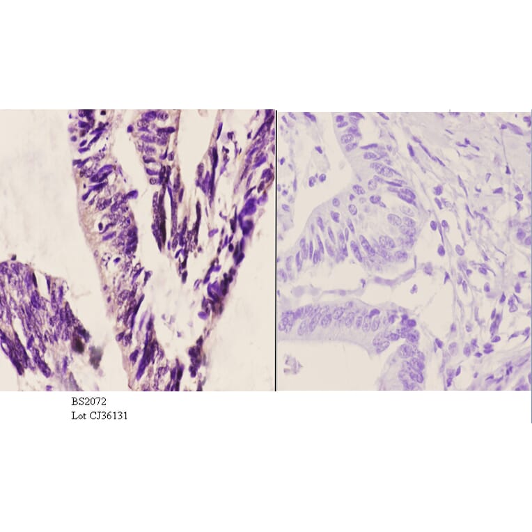 Anti-ASC-1 (G105) Antibody from Bioworld Technology (BS2072) - Antibodies.com