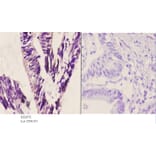 Anti-ASC-1 (G105) Antibody from Bioworld Technology (BS2072) - Antibodies.com