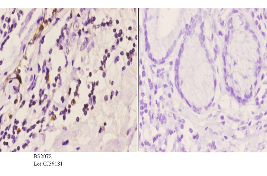Anti-ASC-1 (G105) Antibody from Bioworld Technology (BS2072) - Antibodies.com