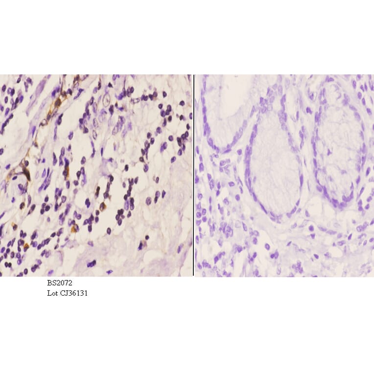 Anti-ASC-1 (G105) Antibody from Bioworld Technology (BS2072) - Antibodies.com