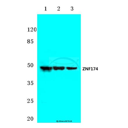 Anti-ZNF174 (E209) Antibody from Bioworld Technology (BS2073) - Antibodies.com