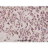 Anti-ZNF174 (E209) Antibody from Bioworld Technology (BS2073) - Antibodies.com