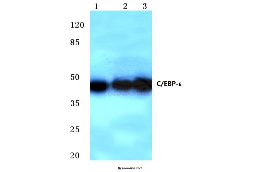 Anti-C/EBP-ε (K220) Antibody from Bioworld Technology (BS2074) - Antibodies.com