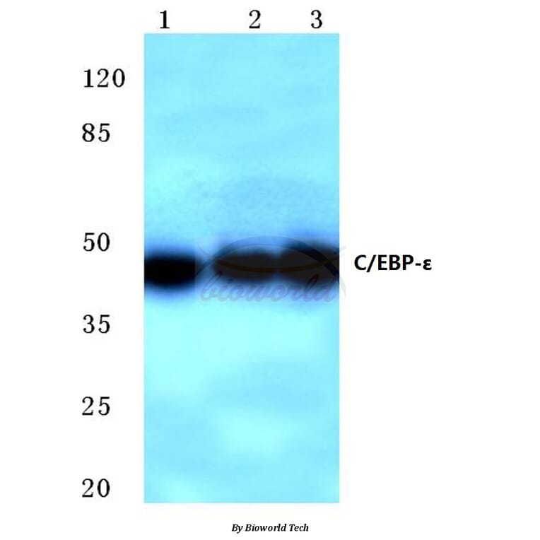 Anti-C/EBP-ε (K220) Antibody from Bioworld Technology (BS2074) - Antibodies.com